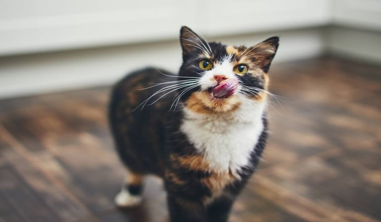 Mijn kat heeft bloed bij de ontlasting, komt dit door stress?